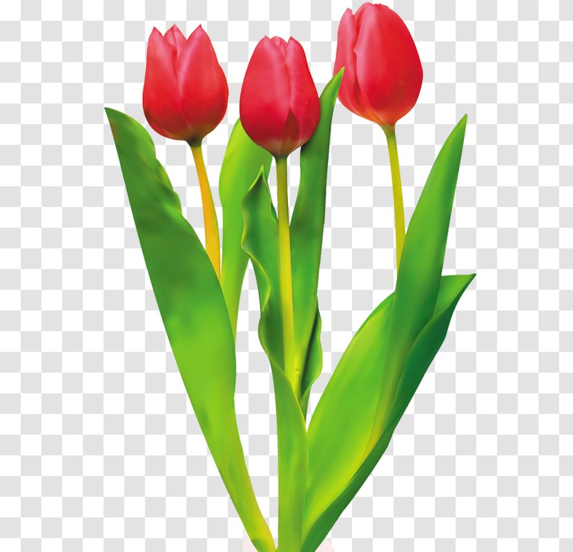 Tulip Cut Flowers Red - Tulips Transparent PNG