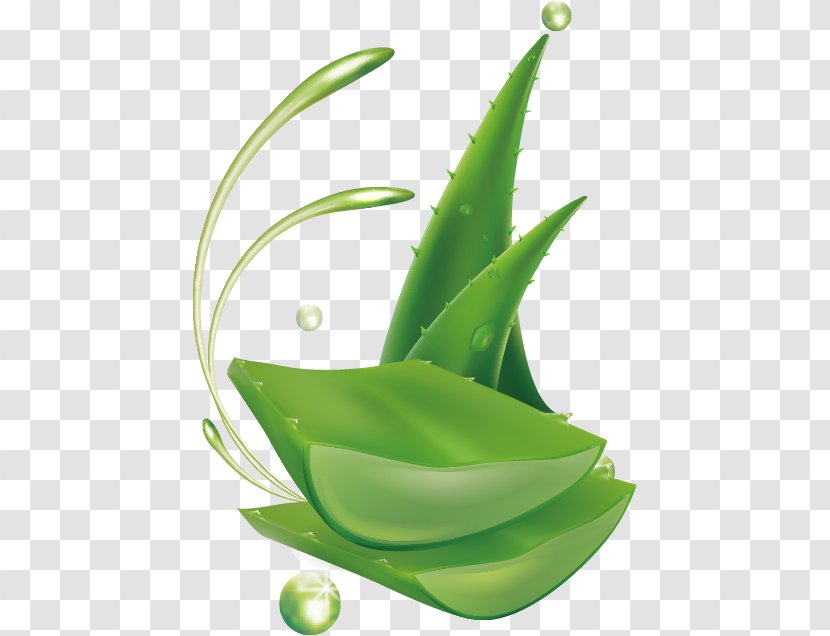 Aloe Vera Lotion - Leaf - Vector Transparent PNG