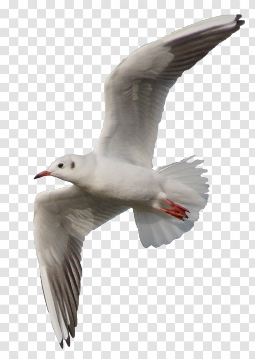 Bird Ivory Gulls Laridae - Fauna - Gull Transparent PNG