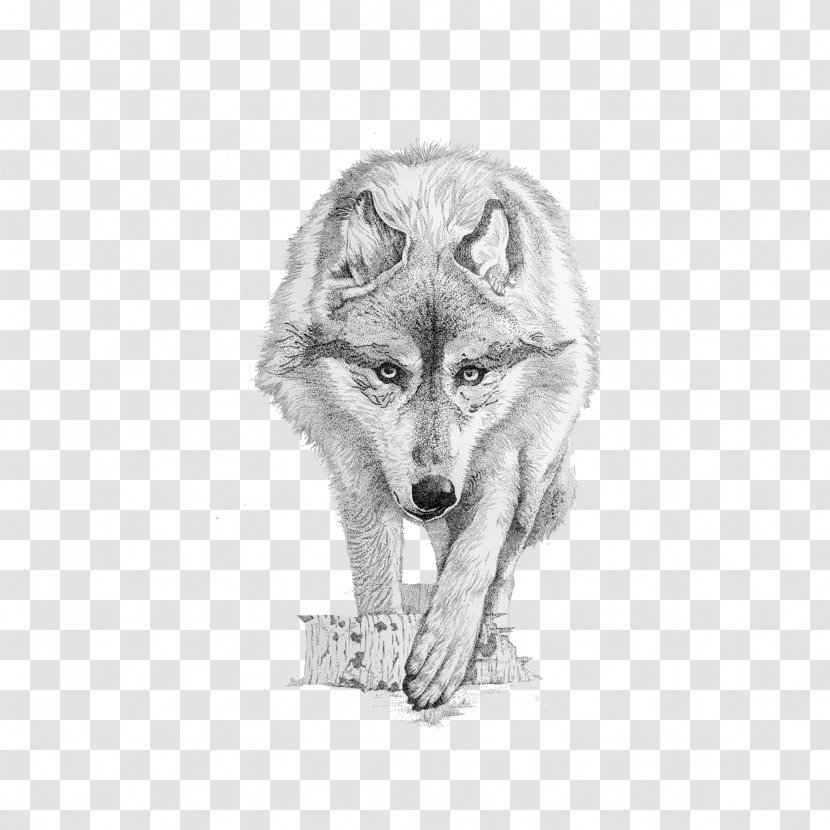 Gray Wolf Coyote Drawing - Designer Transparent PNG