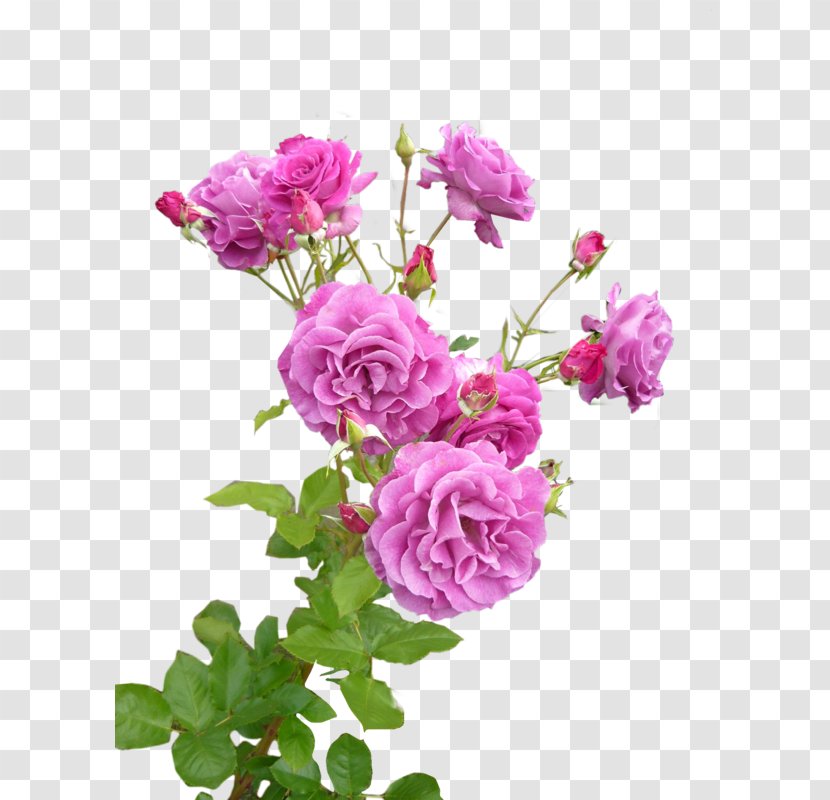 Garden Roses Cabbage Rose Pink Flower Lavender - Rosa Wichuraiana Transparent PNG