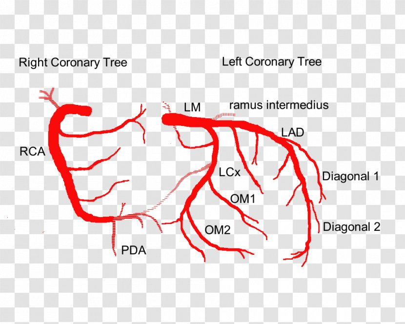 Coronary Arteries Left Artery Heart Anatomy - Frame Transparent PNG