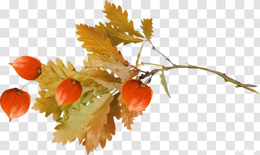 October Autumn Auglis - Branch Transparent PNG