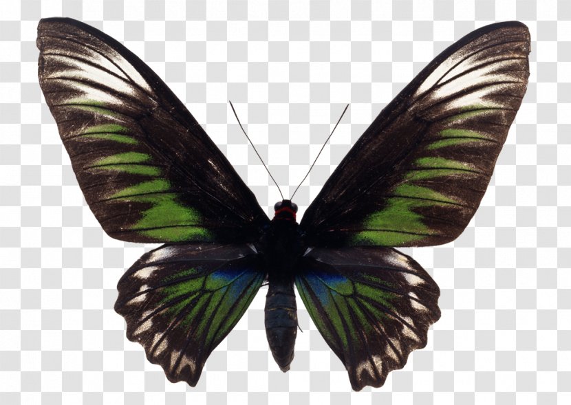 Butterfly Illustration Photography Image - Brushfooted Butterflies Transparent PNG