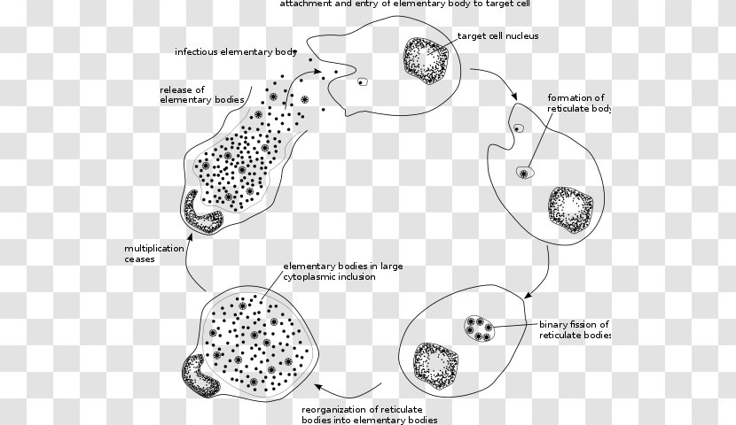 Chlamydophila Pneumoniae Chlamydiae Chlamydia Trachomatis Infection Psittaci - Viral Life Cycle Transparent PNG