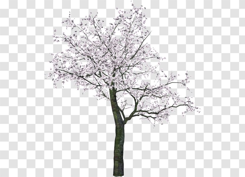 Cherry Blossom Tree Clip Art - Branch Transparent PNG