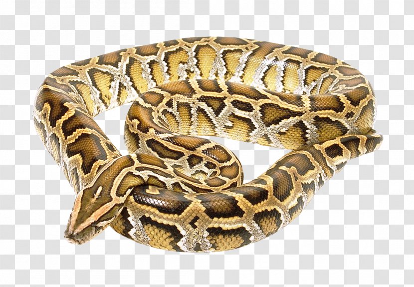 Snake Boa Constrictor - Anaconda Transparent PNG