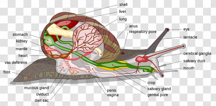 Land Snail Anatomy Gastropods Cornu Aspersum - Heart - Ribbon Cutting Transparent PNG