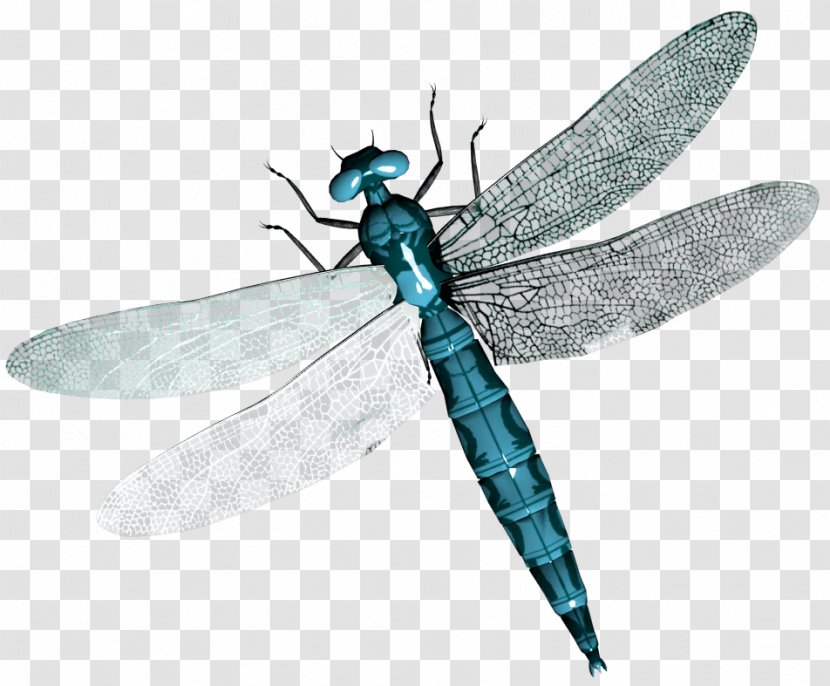 Insect Dragonfly Clip Art - Widow Skimmer Transparent PNG