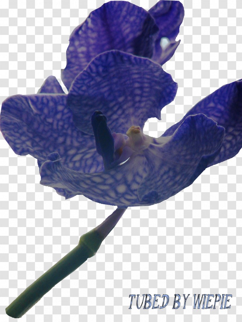 Flowering Plant - Purple Orchid Transparent PNG