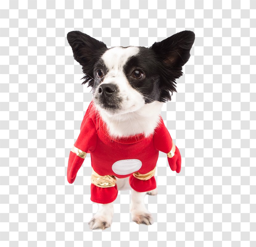 Dog Breed Chihuahua Puppy Costume Clothing - Paw Transparent PNG