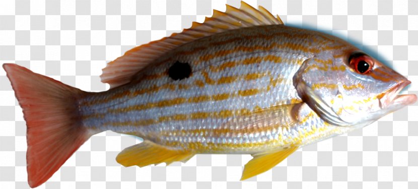 Northern Red Snapper Recreational Boat Fishing Perch Shark - Fish Products - Deep-sea Transparent PNG