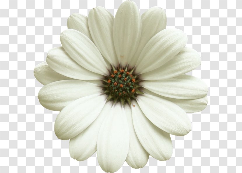 Flower Transvaal Daisy Clip Art - Marguerite - Camomile Transparent PNG