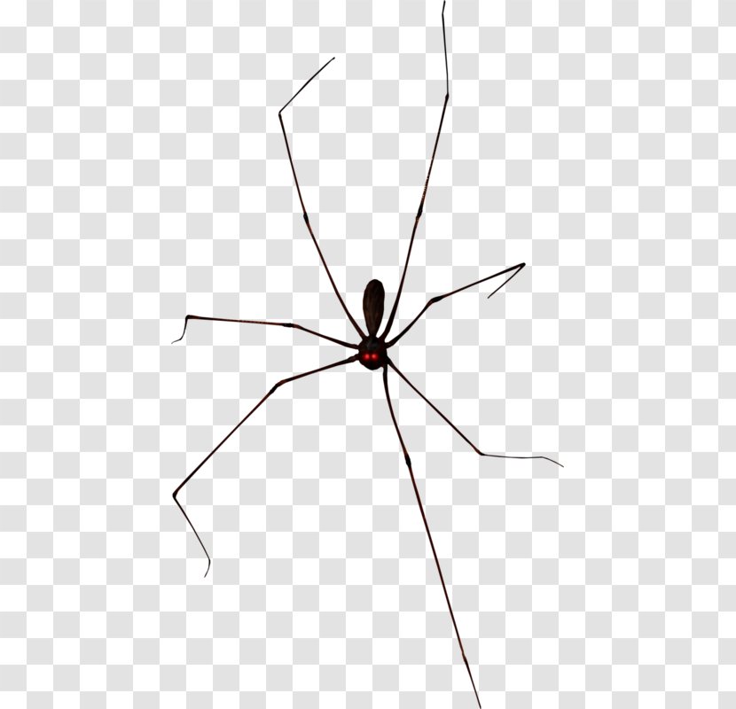 Widow Spiders Halloween - Tangle Web Spider - Creative Black Transparent PNG