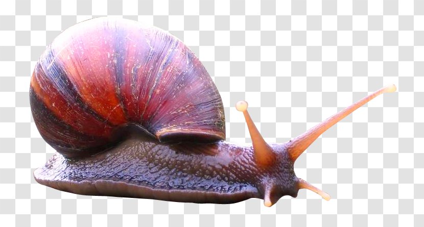 Snail Icon - Organism Transparent PNG