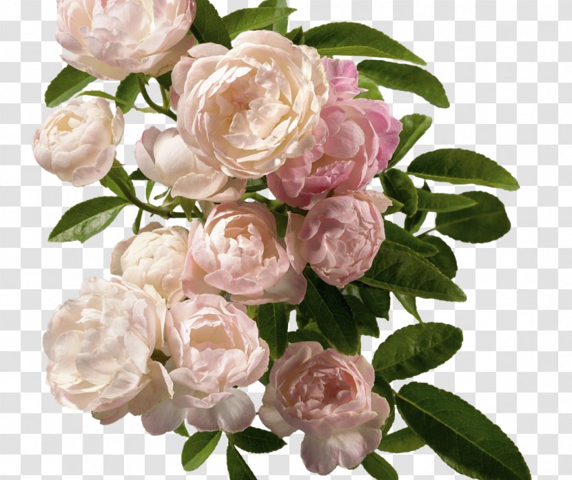 Garden Roses Cut Flowers Cabbage Rose Floral Design - Floribunda - Excersise Ribbon Transparent PNG