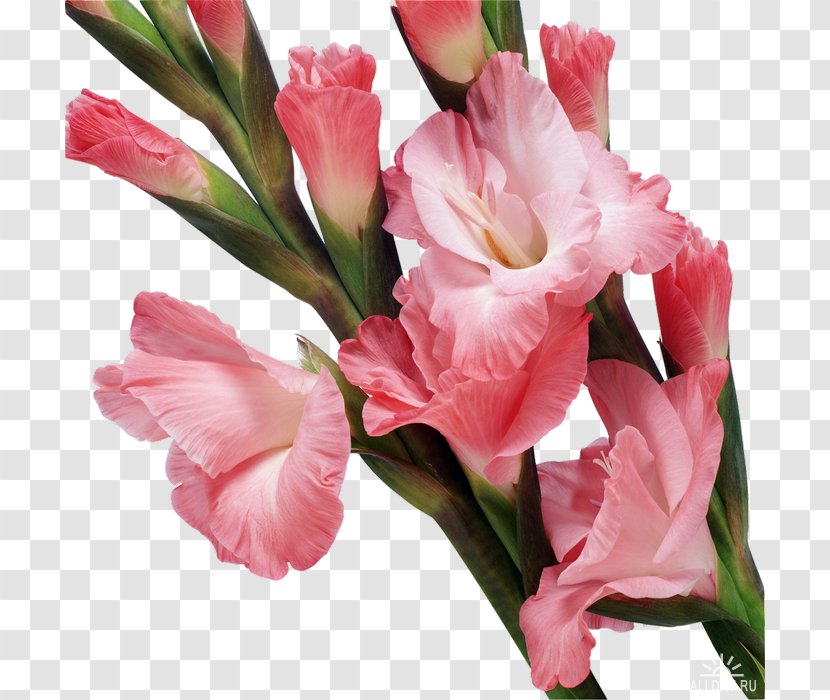 Royalty-free YouTube Clip Art - Stock Footage - Gladiolus Transparent PNG