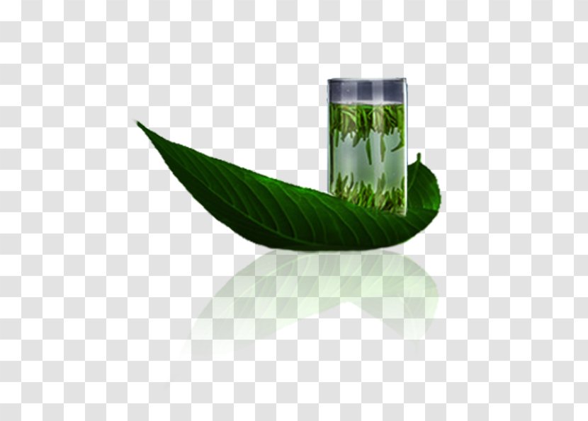 Green Tea Longjing Xinyang Maojian - Google Images - Stock Image Transparent PNG