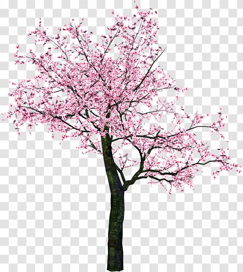 Cherry Blossom Clip Art Tree - Stock Photography Transparent PNG