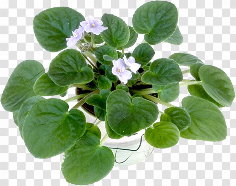 Violet Flowerpot Cachepot Bonsai Penjing - Wood Transparent PNG