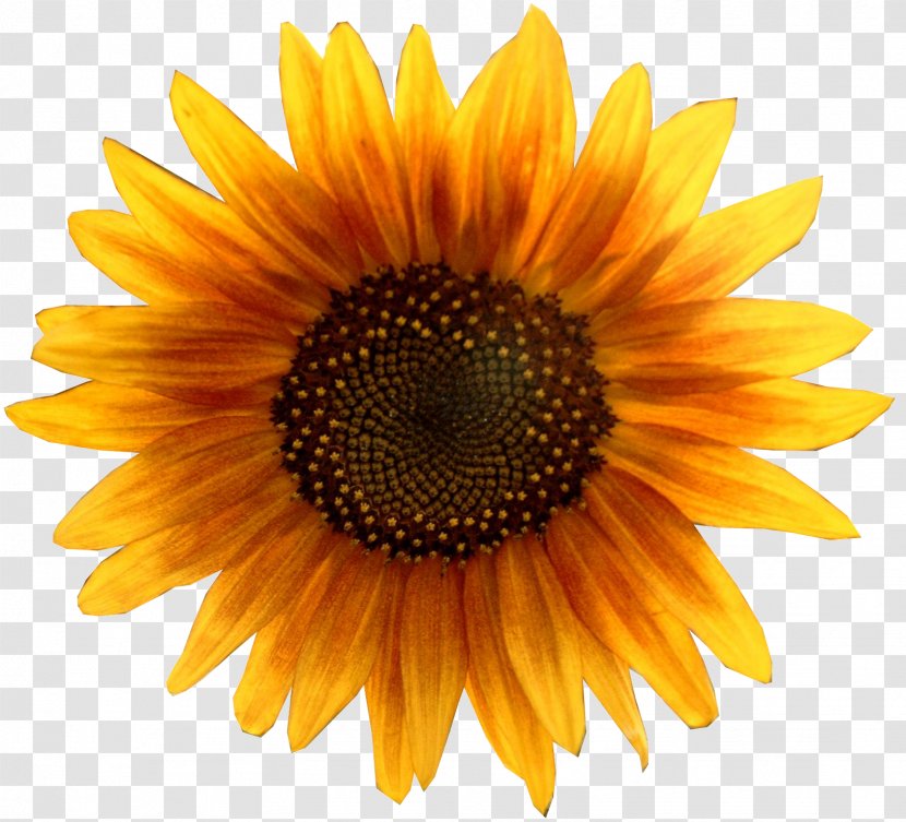 Common Sunflower Pixel XCF - Flower Transparent PNG