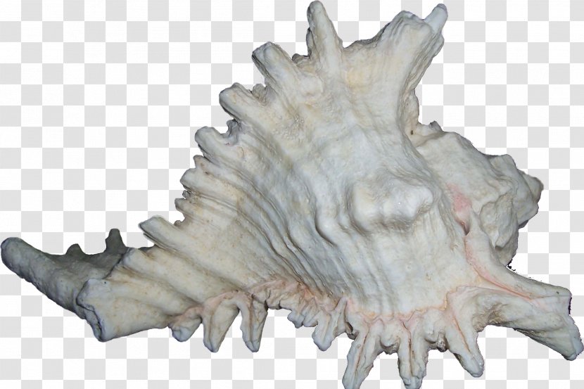 Seashell Bivalvia Clip Art - Jaw - SEA SHELL Transparent PNG