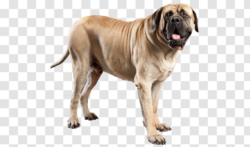 English Mastiff Great Dane Bullmastiff Broholmer Tosa - Boerboel - Dog Standing On Hind Legs Transparent PNG