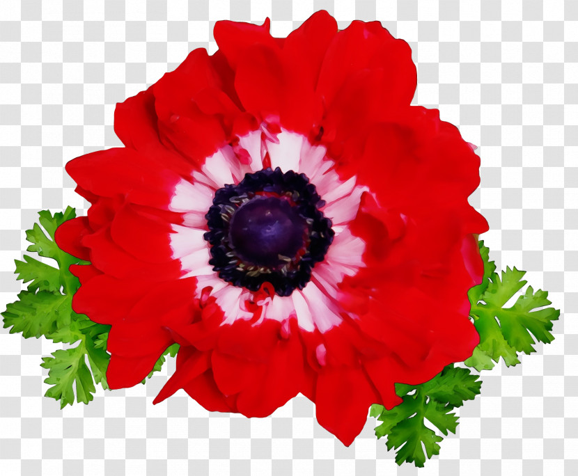 Cut Flowers Annual Plant Anemone Petal Plants Transparent PNG