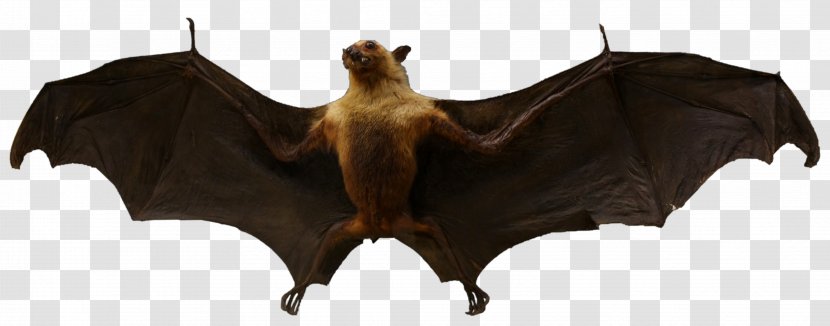 Vampire Bat Animal Mammal European Night - Hoary - Incompatible Transparent PNG