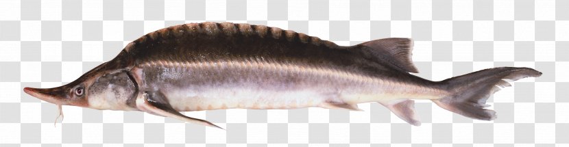 Fish Fugu Chinese Sturgeon Transparent PNG