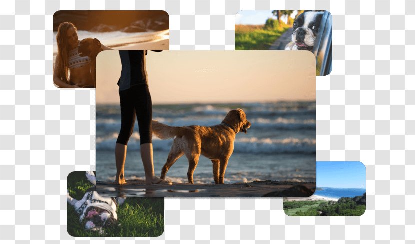 Dog Puppy Pet Emotional Support Animal Beach - Friendly Transparent PNG