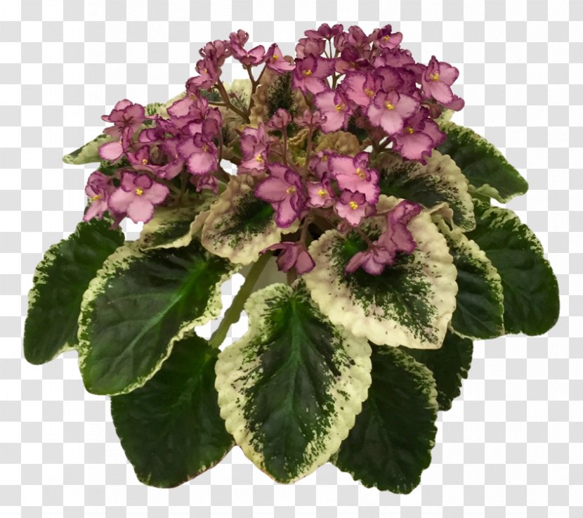 African Violet Society Of America Violets Hydrangea Annual Plant Transparent PNG