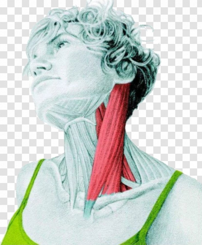 Sternocleidomastoid Muscle Stretching Human Body Neck - Silhouette - Latissimus Dorsi Transparent PNG