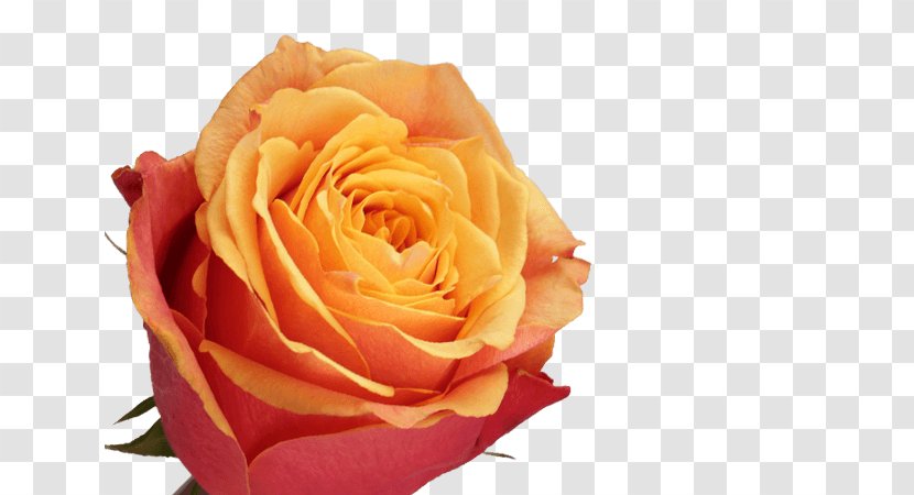 Garden Roses Cabbage Rose Petal Cut Flowers - Fresh Orange Juice Transparent PNG