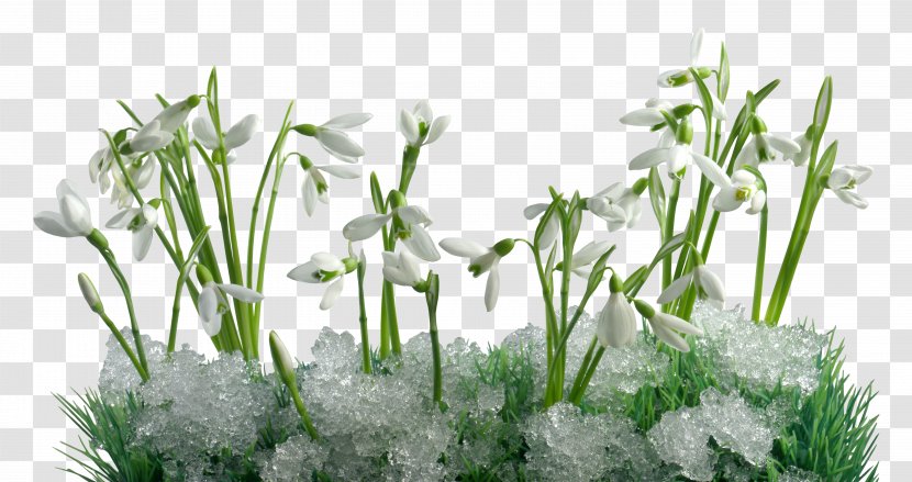 Snowdrop Desktop Wallpaper Первые подснежники Flower - Photography - Herb Transparent PNG