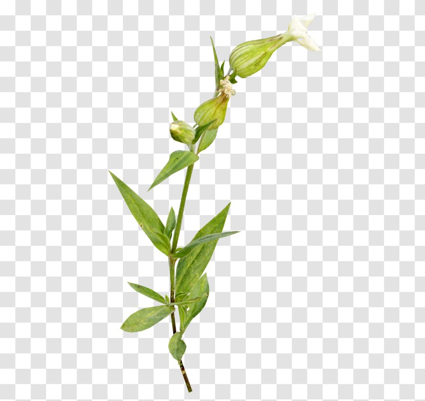 Plant Flower Clip Art - Flora - Twigs Transparent PNG