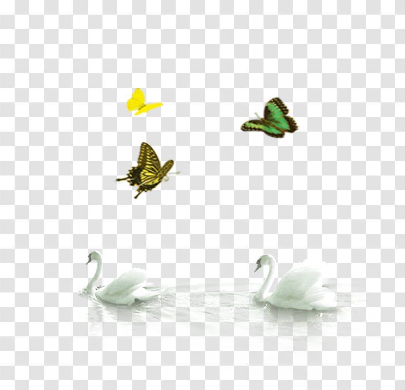 Image Goose Vector Graphics Download - Ducks Geese And Swans - Swan Transparent PNG