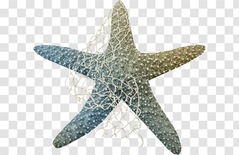 Starfish Clip Art Marine Life Echinoderm Sea Creatures Transparent PNG