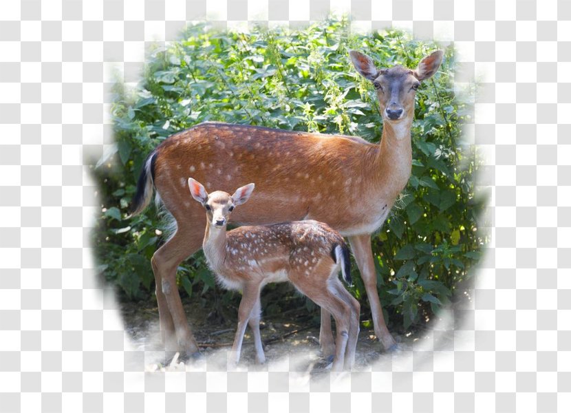 White-tailed Deer Fallow Musk Deers Impala - Mammal Transparent PNG