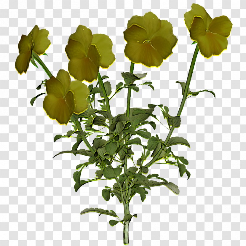 Flower Flowering Plant Leaf Yellow - Geranium - Wildflower Transparent PNG
