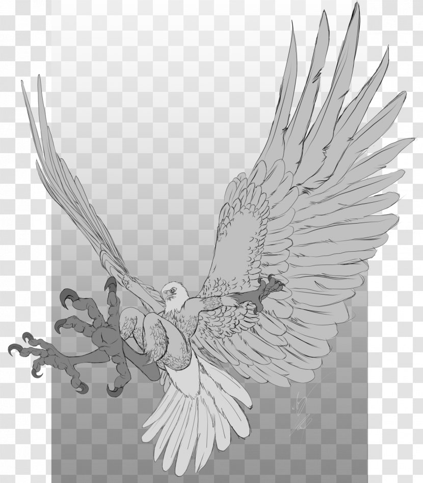 Eagle Drawing Image Sketch Digital Art - Beak Transparent PNG