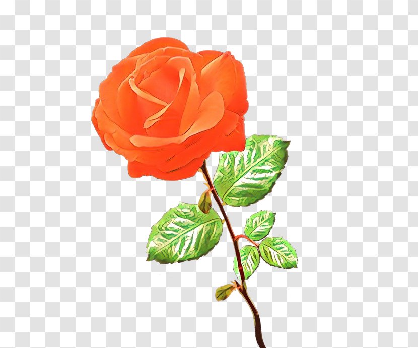 Garden Roses Clip Art Flower Bouquet - Hybrid Tea Rose Transparent PNG
