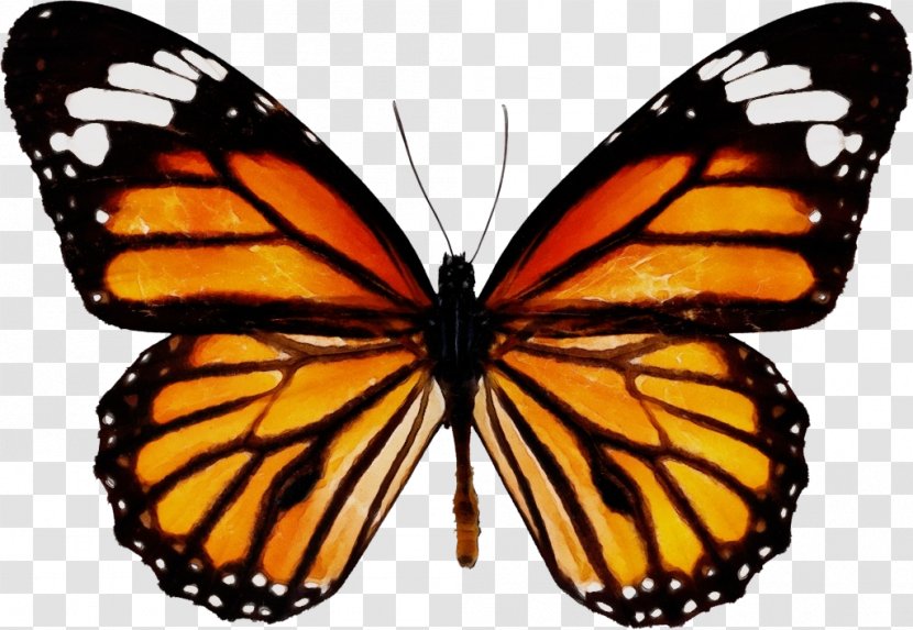 Monarch Butterfly - Viceroy - American Painted Lady Pollinator Transparent PNG