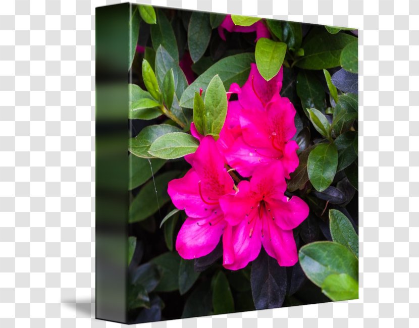 Azalea Four O'clocks Pink M Marvel-of-peru Annual Plant - Flowering - Rhododendron Transparent PNG