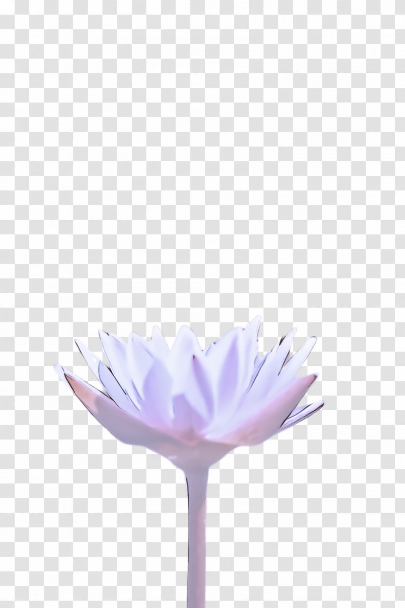 White Purple Flower Violet Petal - Flowering Plant Lilac Transparent PNG