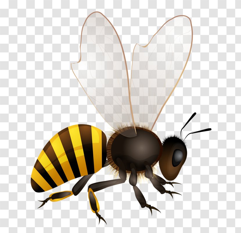 Honey Bee Hornet Illustration - Beehive Transparent PNG
