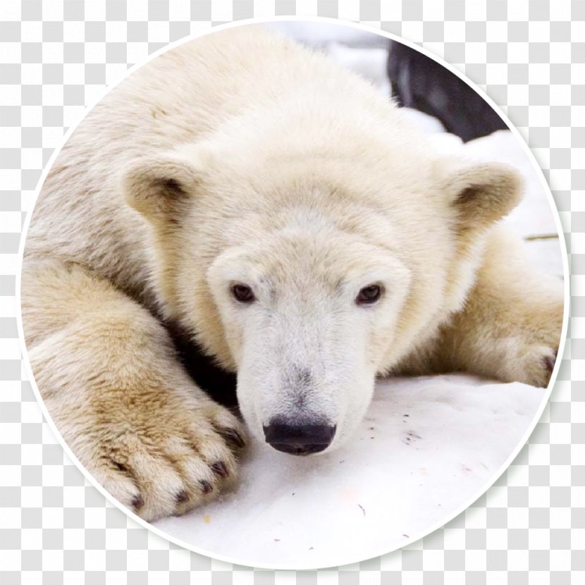 Polar Bear Snout Terrestrial Animal Transparent PNG