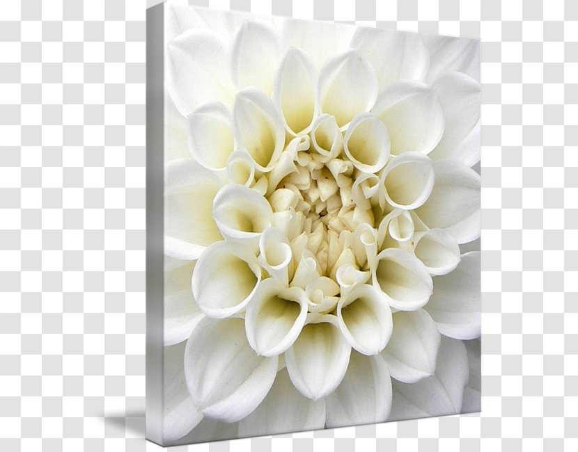Floral Design Gallery Wrap Art Flower Canvas - Printing Transparent PNG