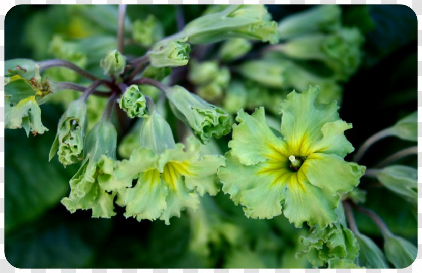 Herbaceous Plant Primrose Flower - Flowers Shading Transparent PNG