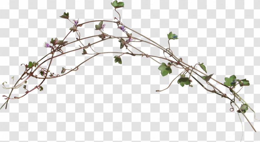 Twig Graphic Design Green - Flora Transparent PNG